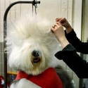�ɶ�����,2009��cute�Ķ�����Ƭ,����!�ɶ�
