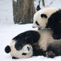 �ɶ�����,2009��cute�Ķ�����Ƭ,����!�ɶ�