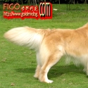 �ɶ�����,����Ԥ����FIGO & DJѪͳ���������ƽ𱦱���,����!�ɶ�